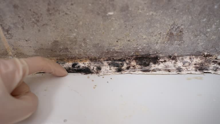 Best Residential Mold Inspection & Testing  in Country Homes, WA